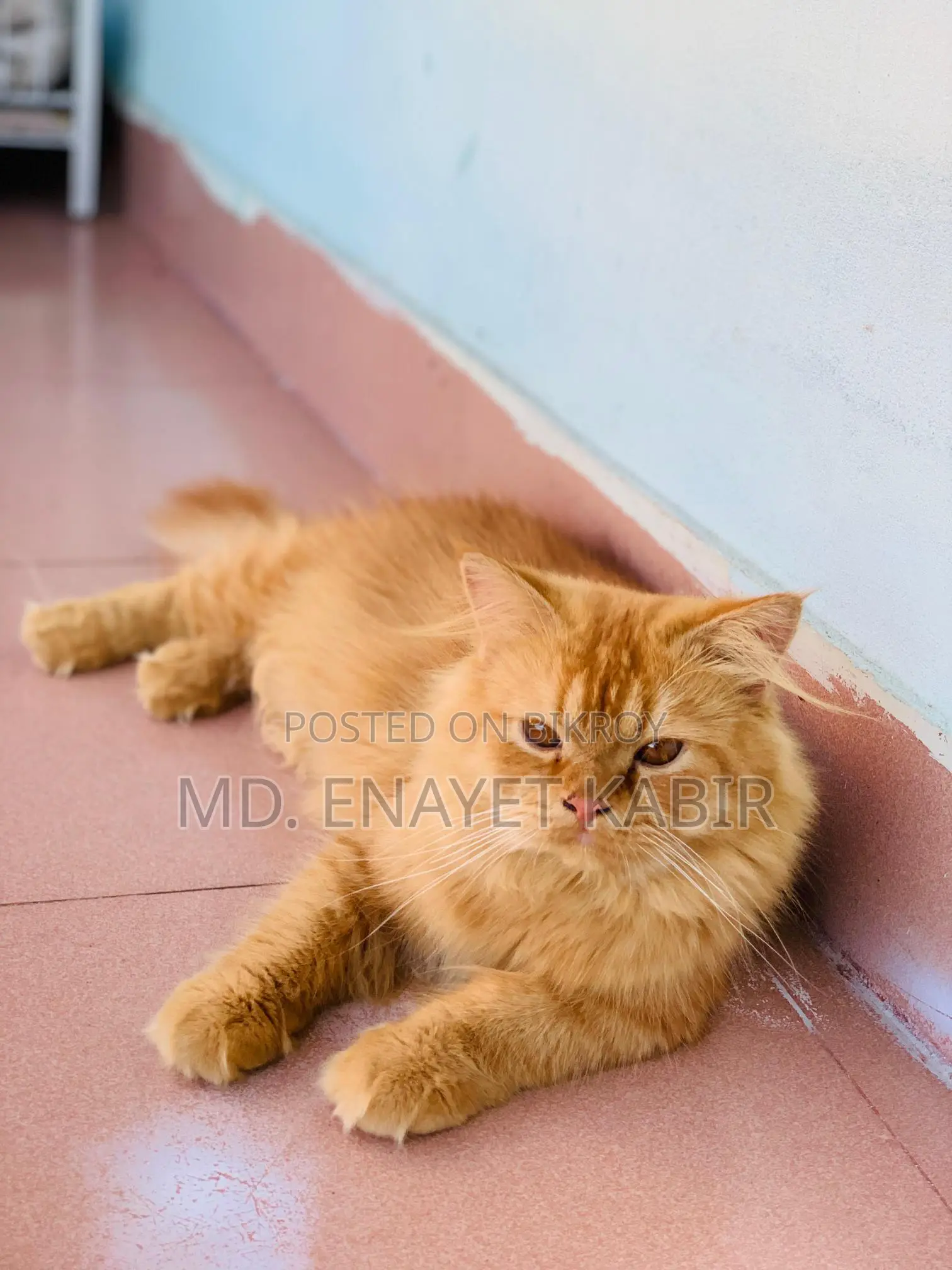 Pure Persian Ginger Male Cat