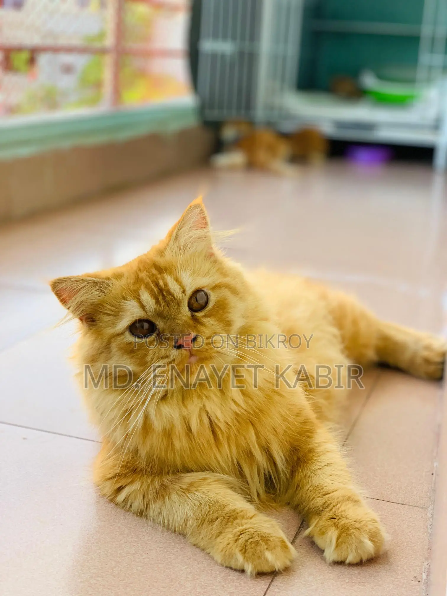 Pure Persian Ginger Male Cat