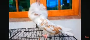 Jacobin Pigeon