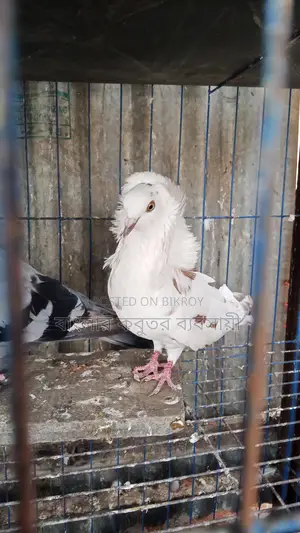Jacobin Pigeon
