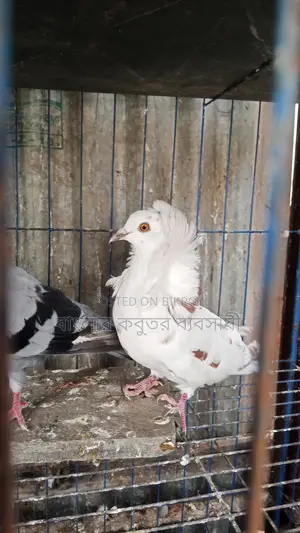 Jacobin Pigeon