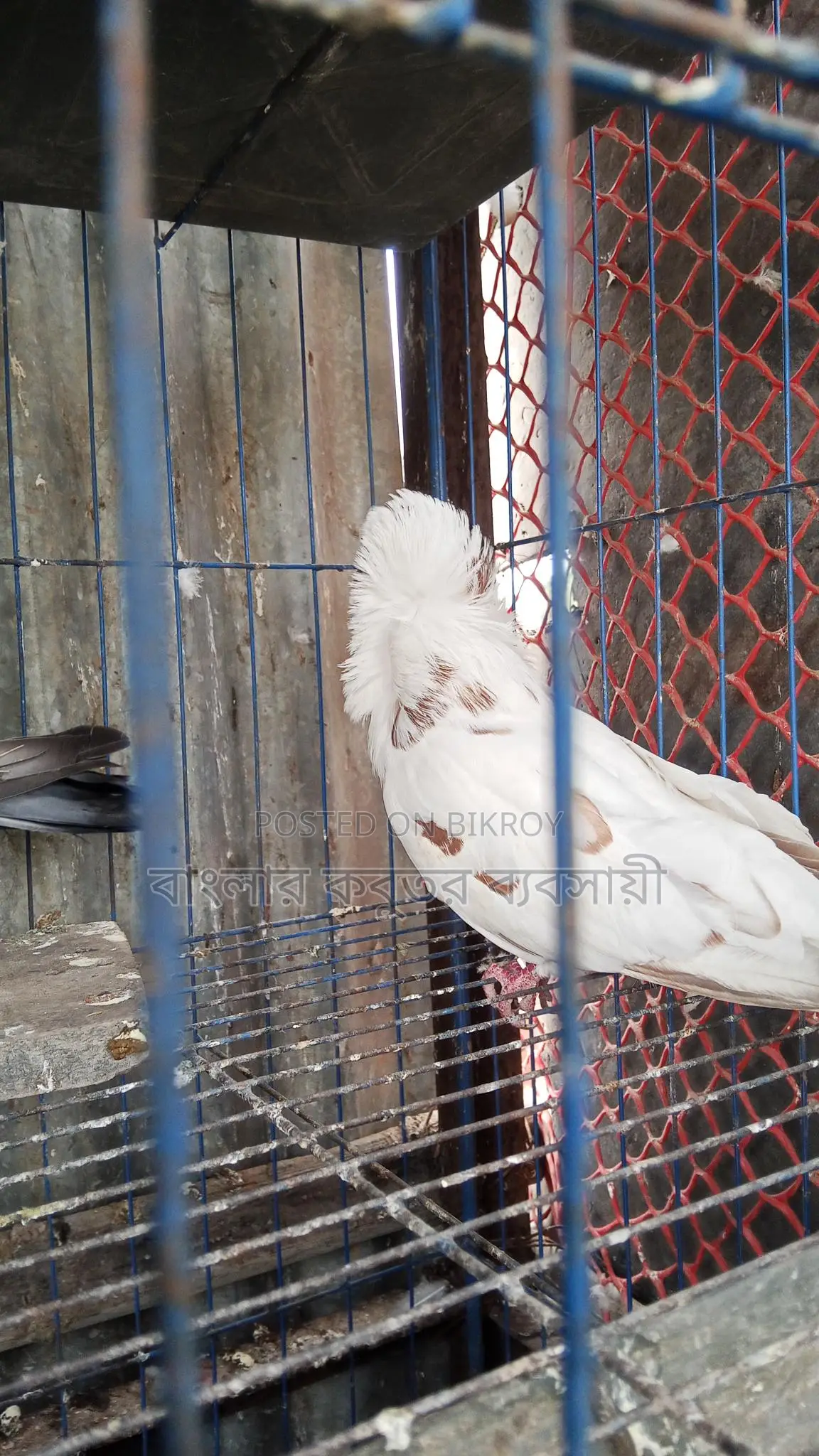 Jacobin Pigeon
