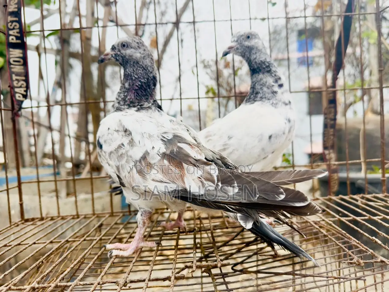 1 Pair of Army Fant Baby Pigeons