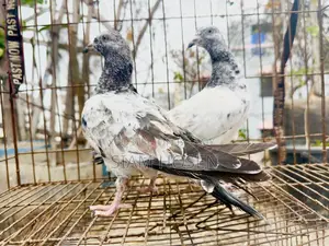 1 Pair of Army Fant Baby Pigeons