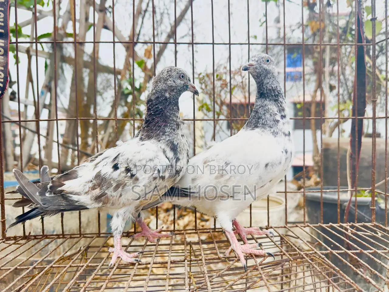 1 Pair of Army Fant Baby Pigeons