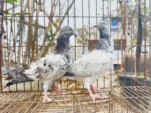 1 Pair of Army Fant Baby Pigeons