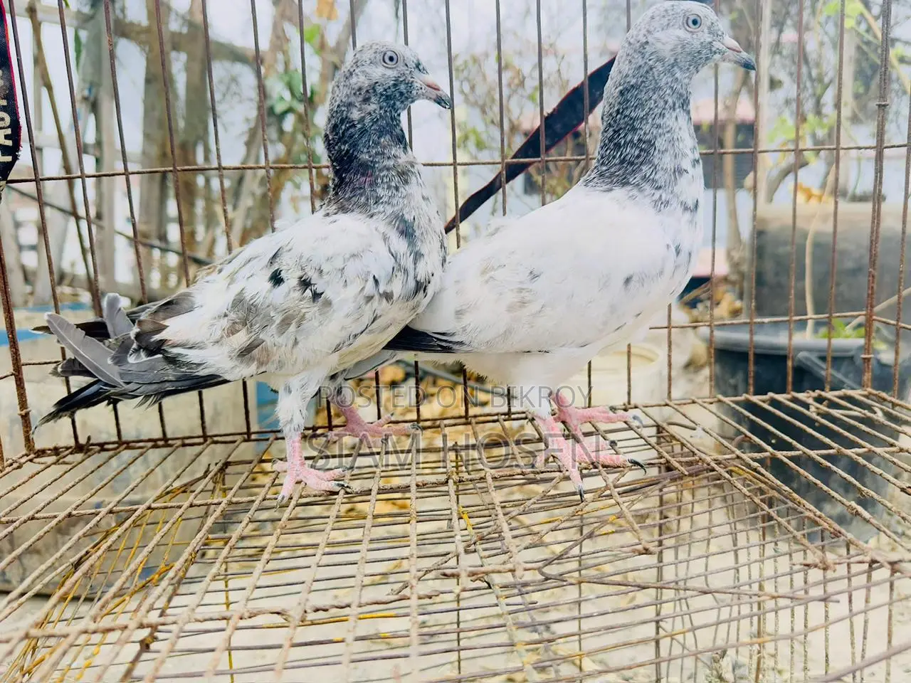1 Pair of Army Fant Baby Pigeons