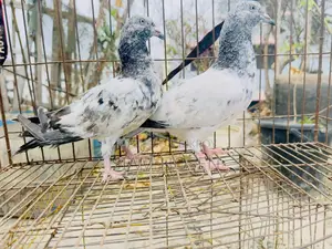 1 Pair of Army Fant Baby Pigeons