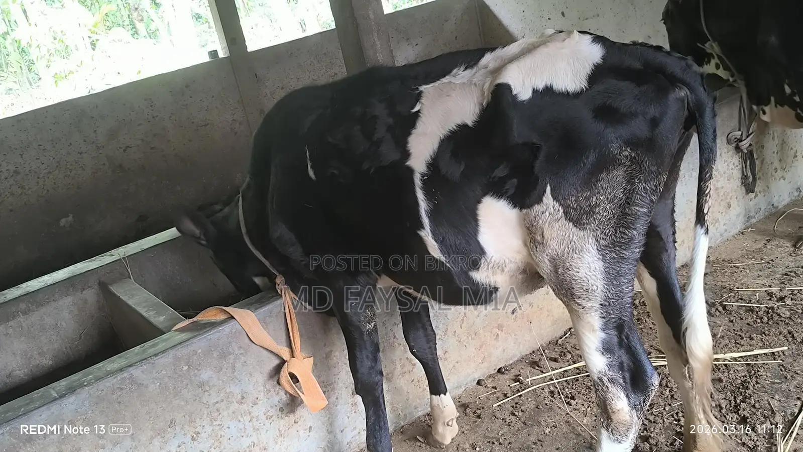 Heifer, 17 months old