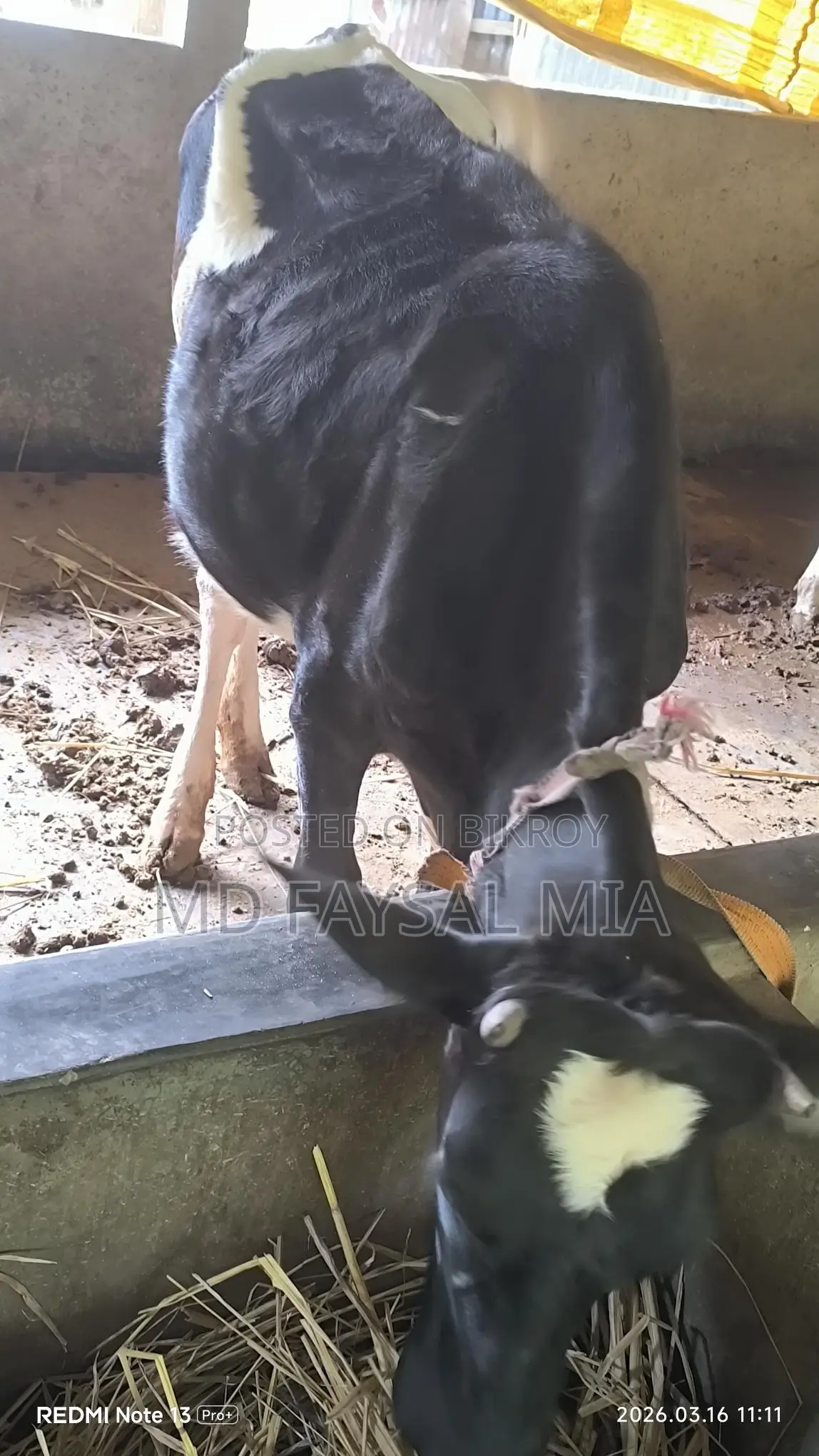 Heifer, 17 months old