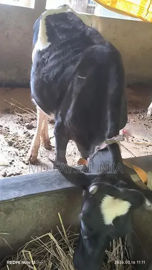 Heifer, 17 months old
