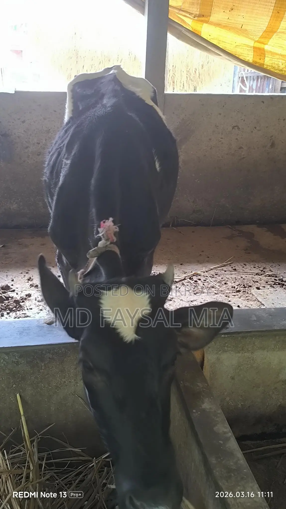 Heifer, 17 months old