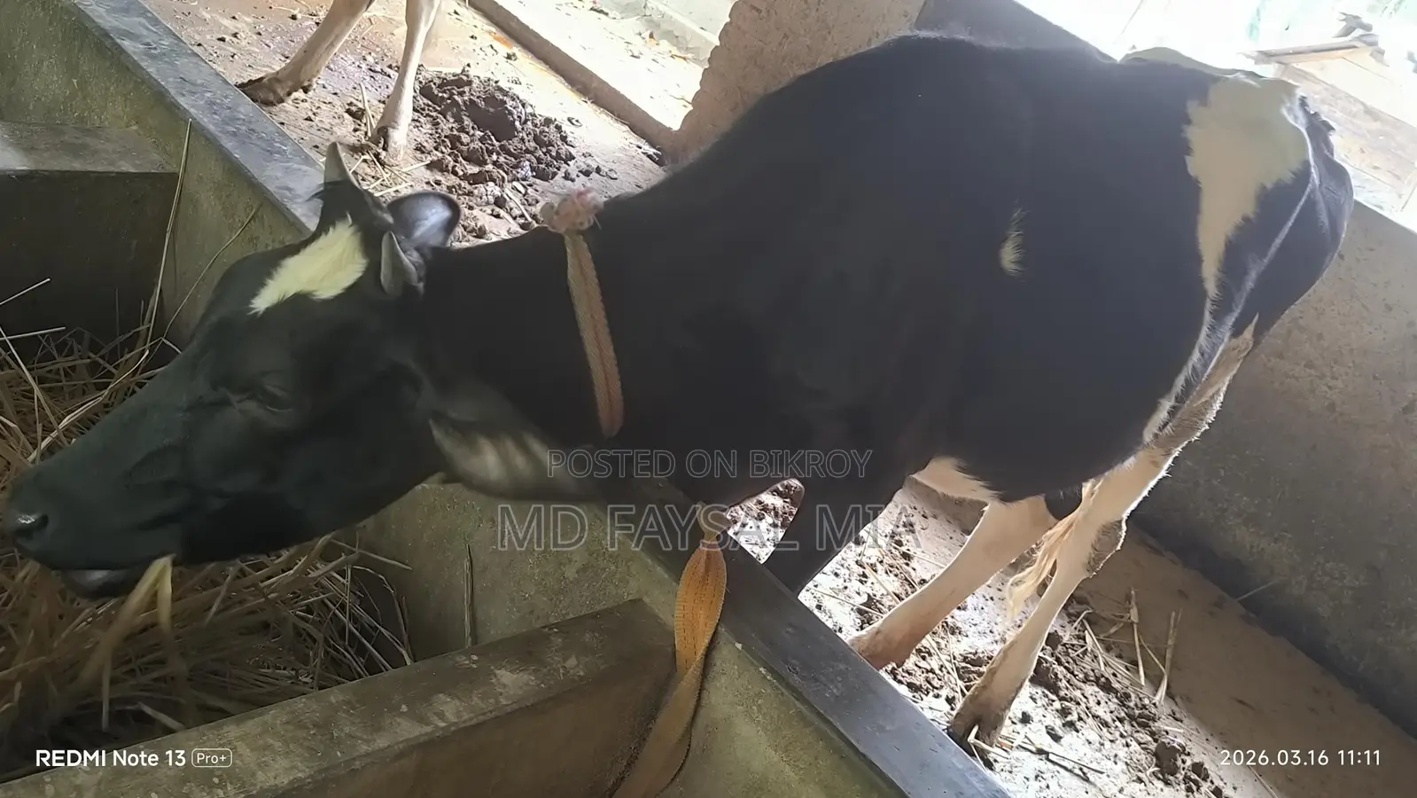 Heifer, 17 months old