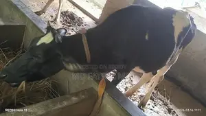 Heifer, 17 months old