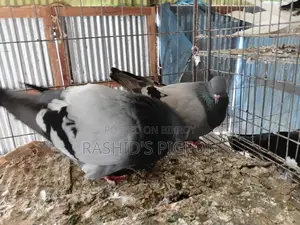 মুনডিয়ান রানিং পেয়ার