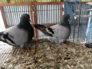 Mundian Running Pair