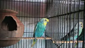 Budgerigar Birds