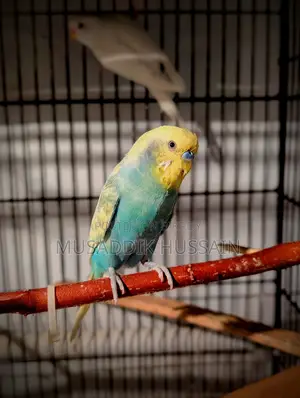 বাজরিগার পাখি