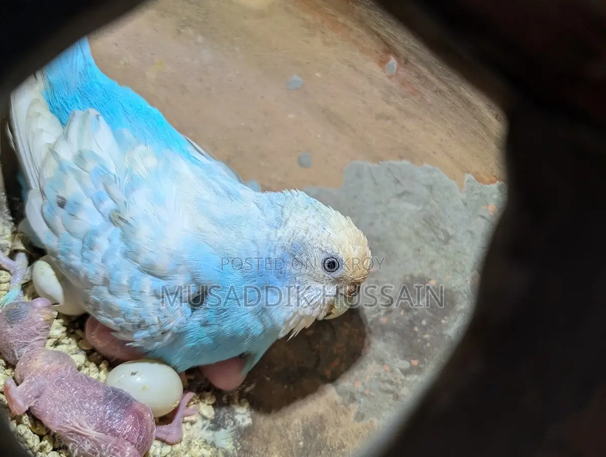 বাজরিগার পাখি