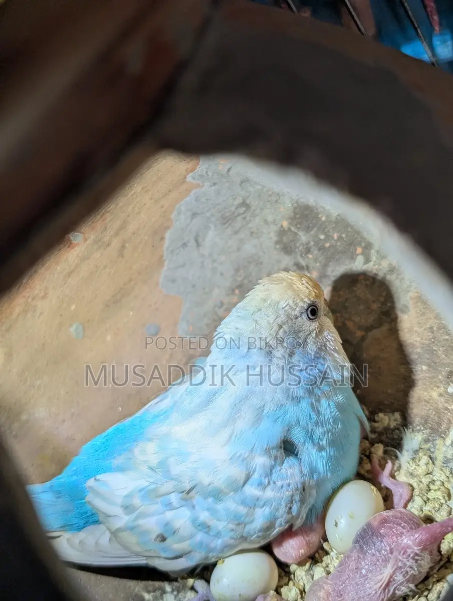 বাজরিগার পাখি