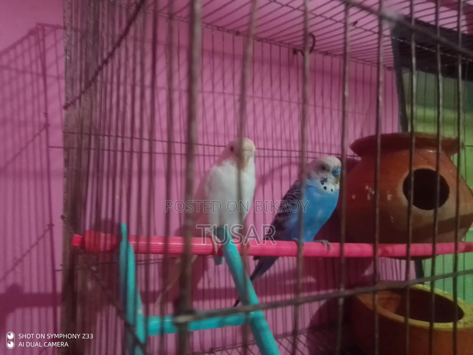 একজোড়া রানিং বাজিগার পাখি বিক্রি