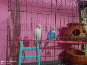 একজোড়া রানিং বাজিগার পাখি বিক্রি
