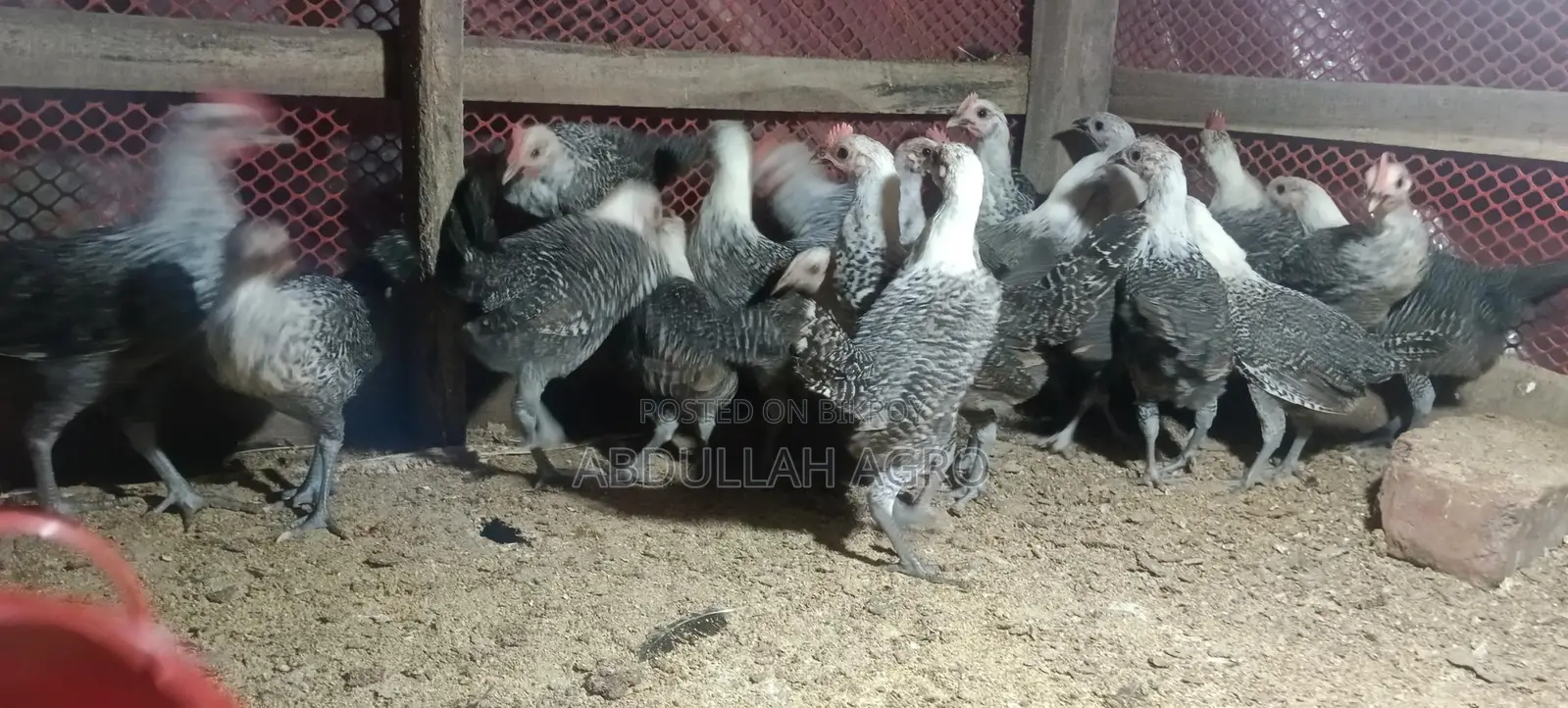 Fayoumi Chicken Chicks for Sale