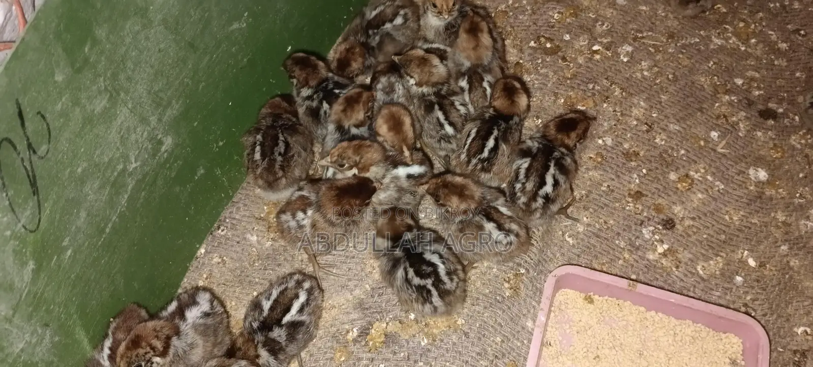 Fayoumi Chicken Chicks for Sale