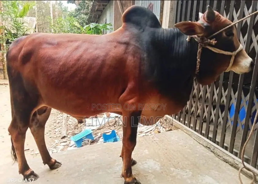 Sahiwal Bull