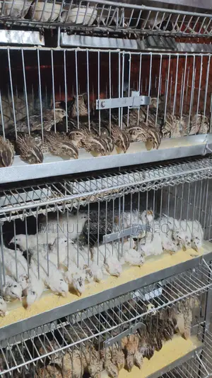 কয়েল পাখির খাঁচা বিক্রি হবে