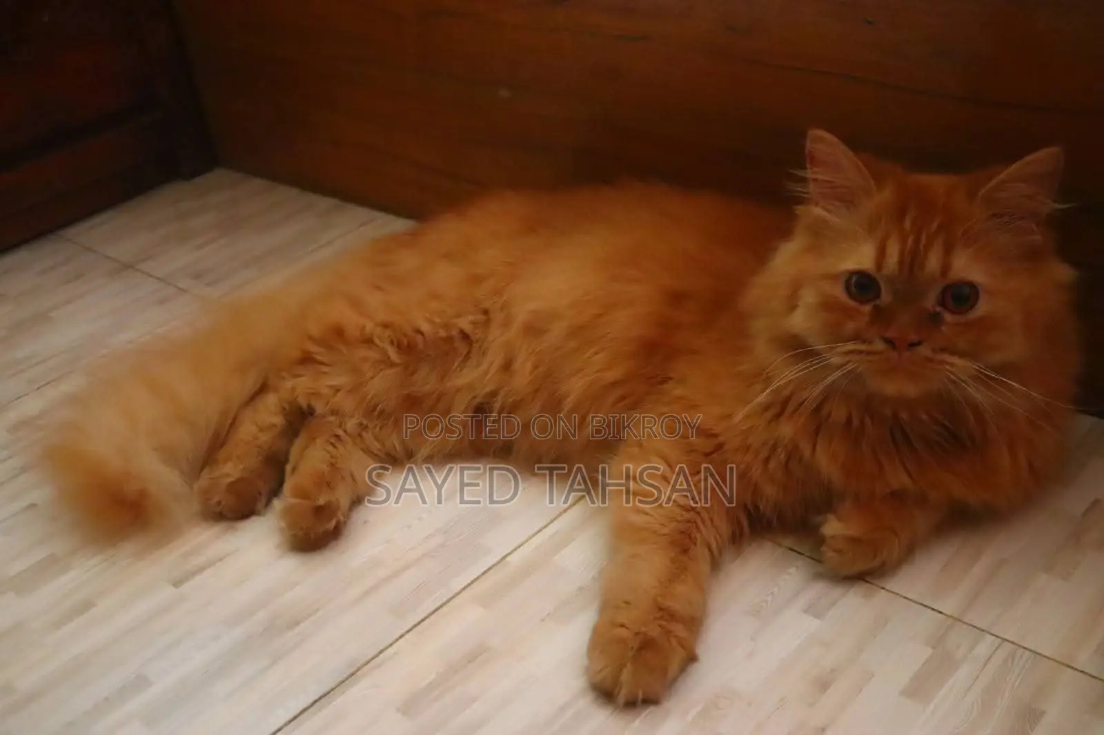 Purebred Persian