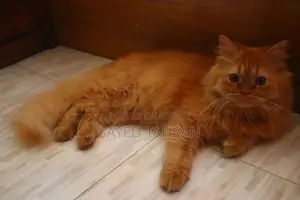 Purebred Persian