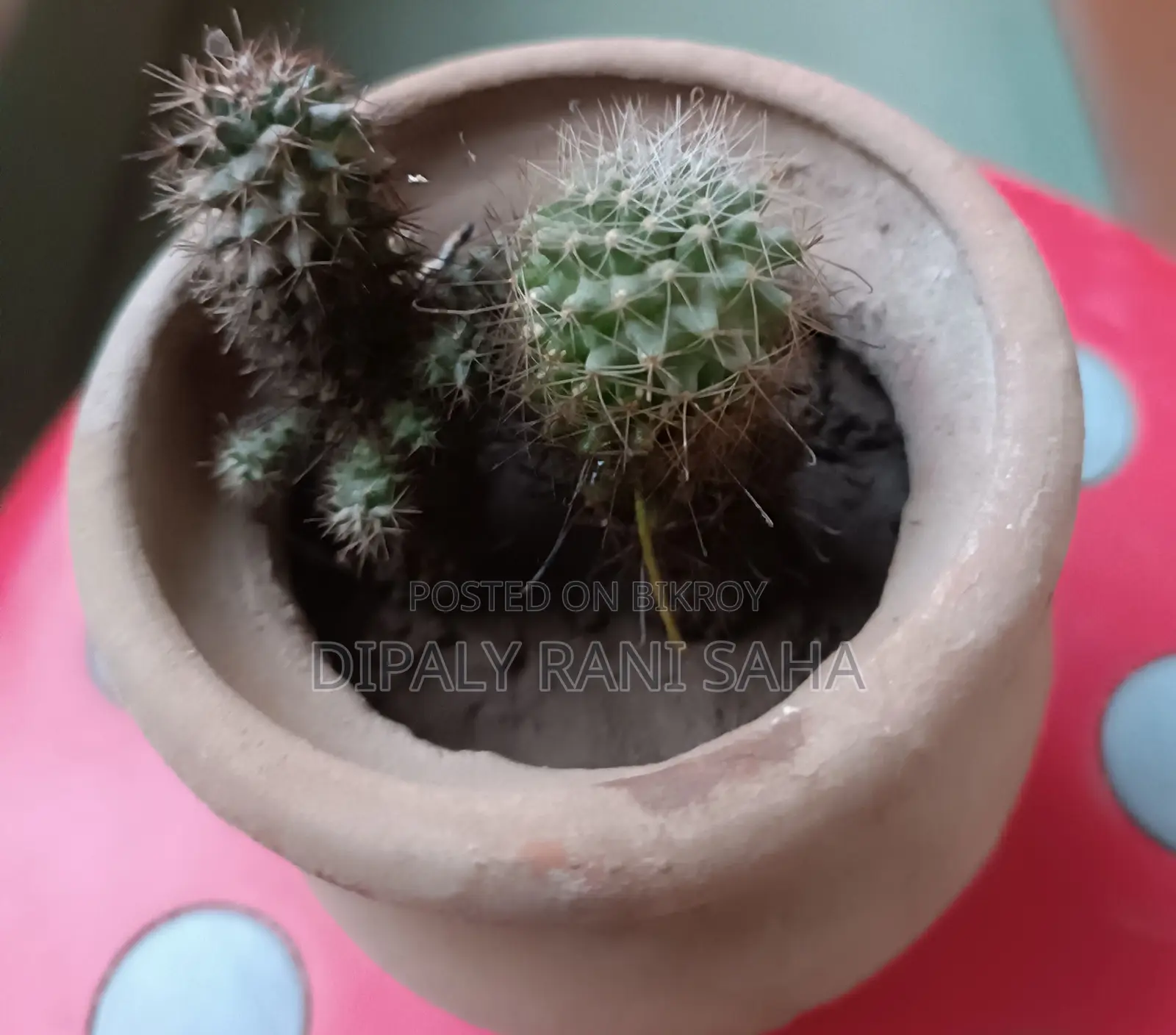 Large Flower Pots