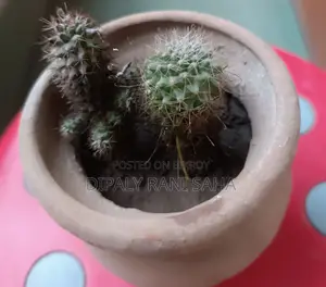 Large Flower Pots