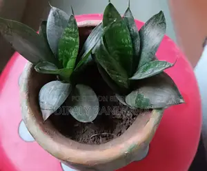 Large Flower Pots