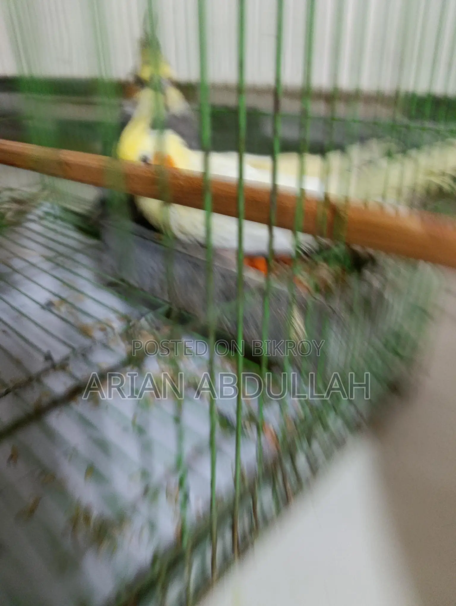 পোষা ককাটেল জোড়া