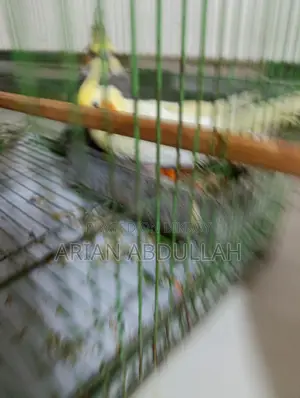 পোষা ককাটেল জোড়া