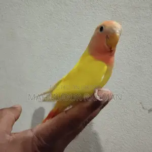 Tame Love Bird