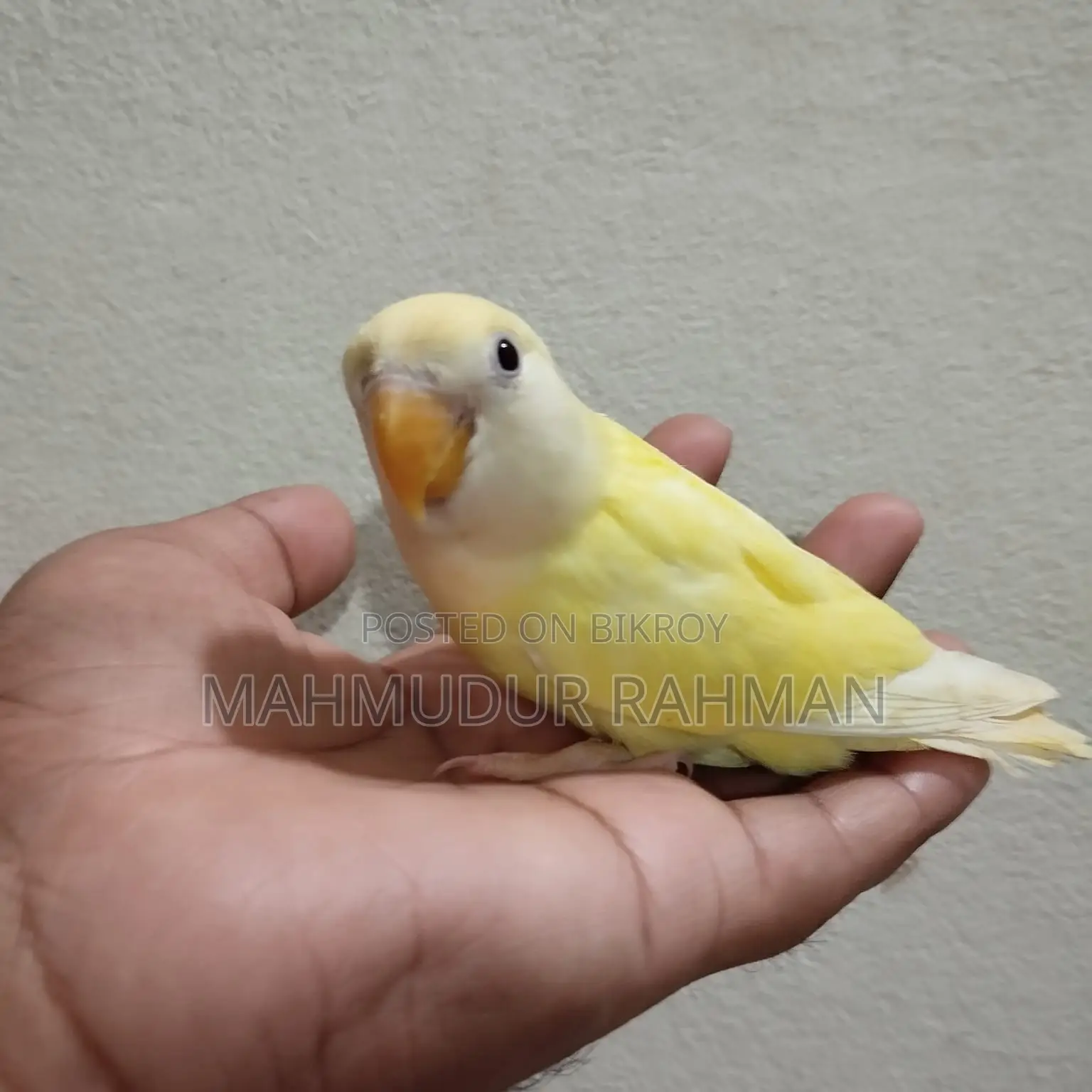 Tame Love Bird