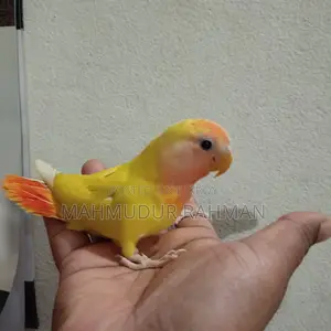 Tame Love Bird