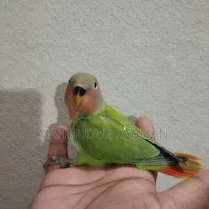 Tame Love Bird