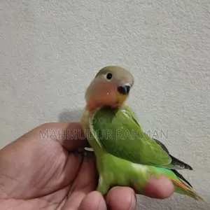 Tame Love Bird