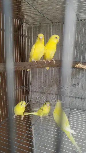 Bird for Sale