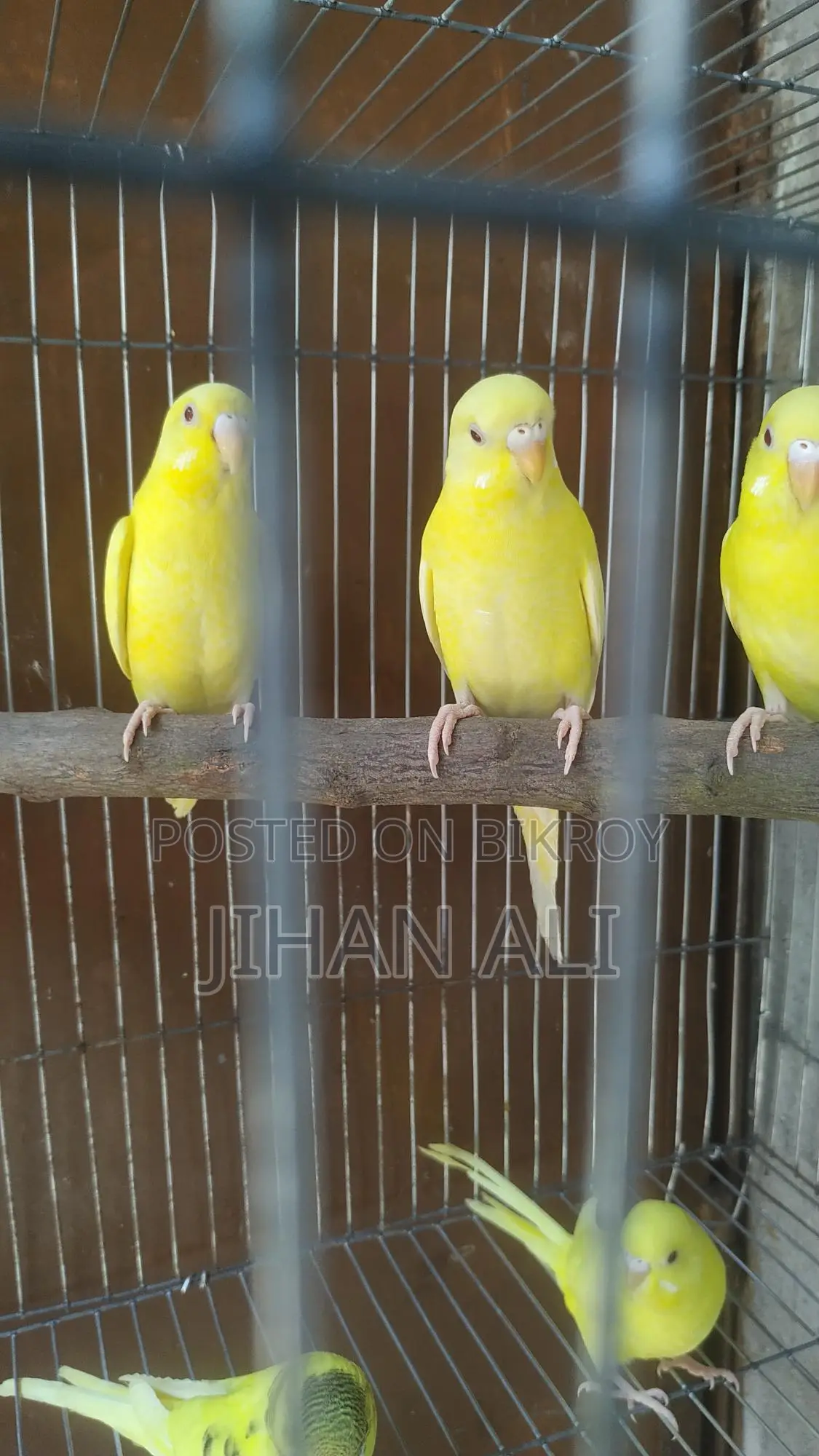 Bird for Sale