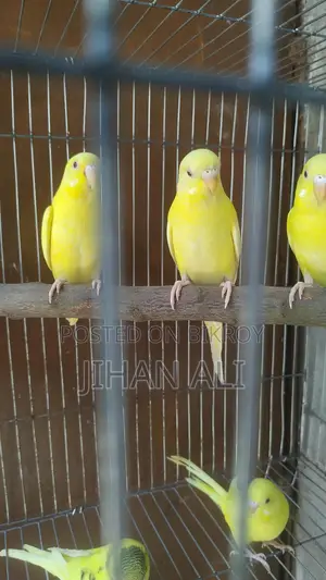Bird for Sale