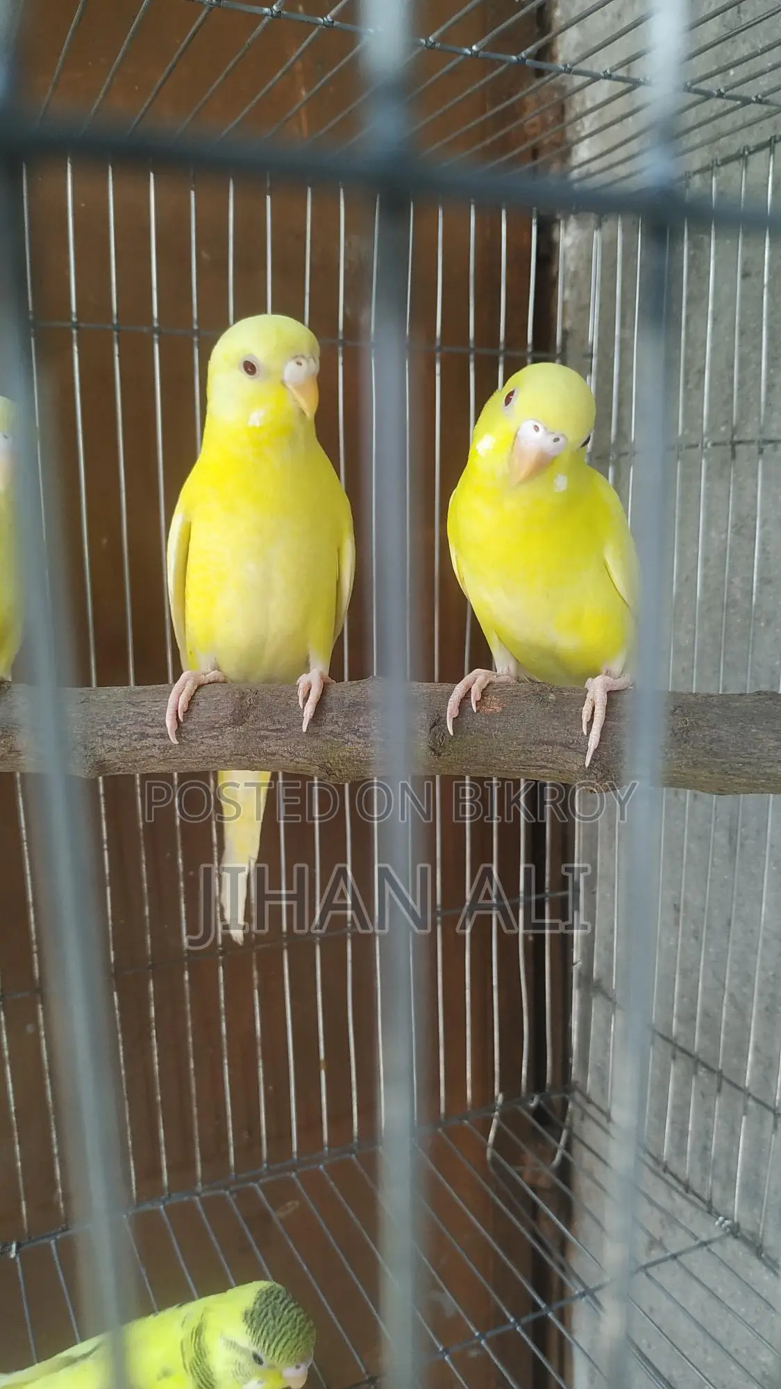 Bird for Sale