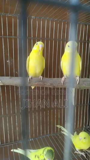 Bird for Sale