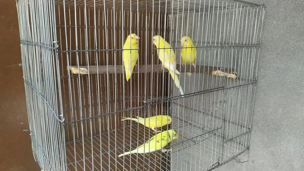 Bird for Sale