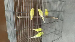 Bird for Sale
