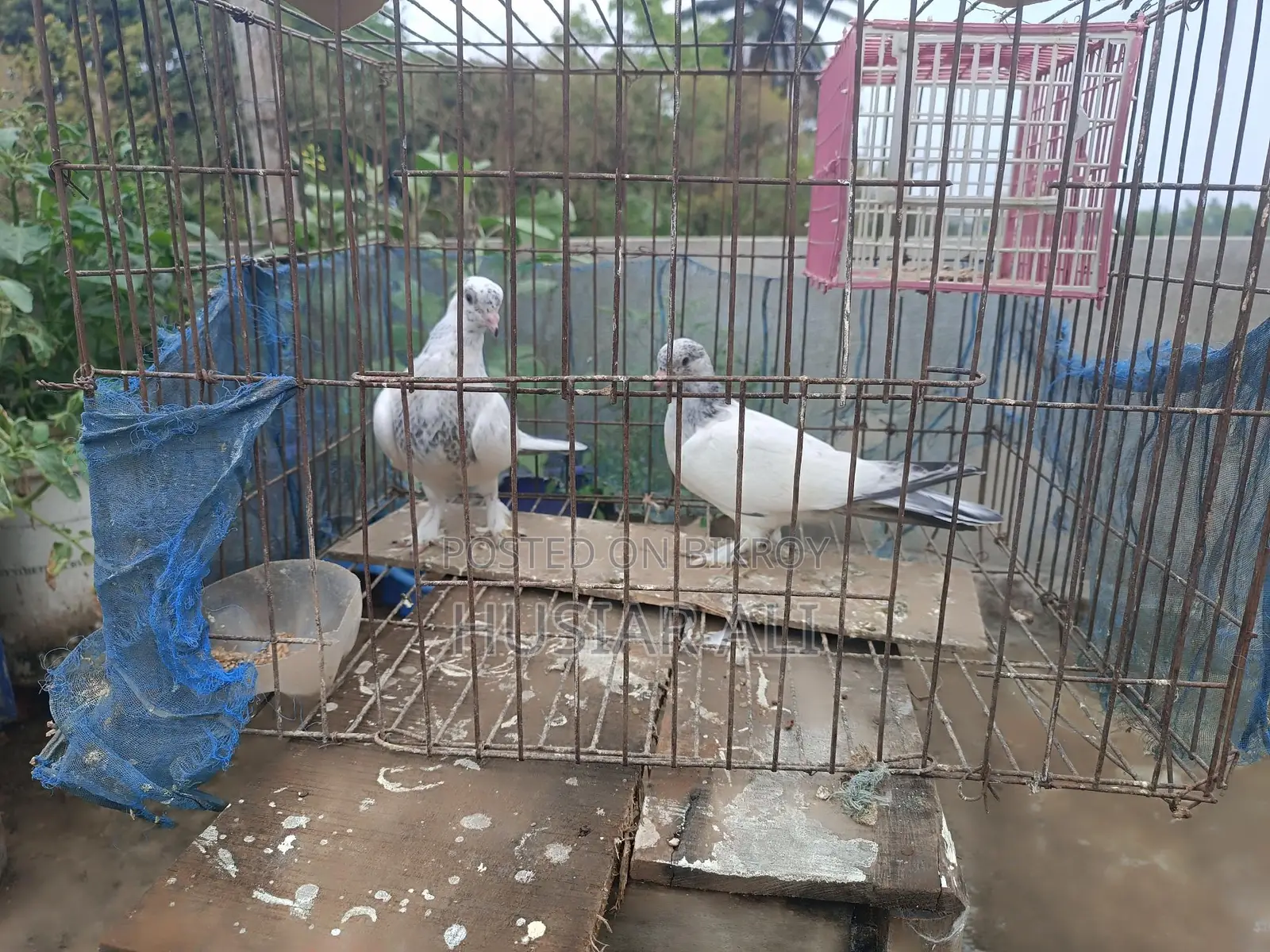 Running and baby pigeons for sale